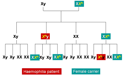 Haemophilia: transmission